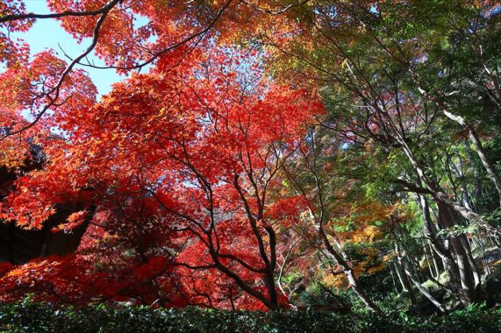 長寿寺 観音堂周りの紅葉