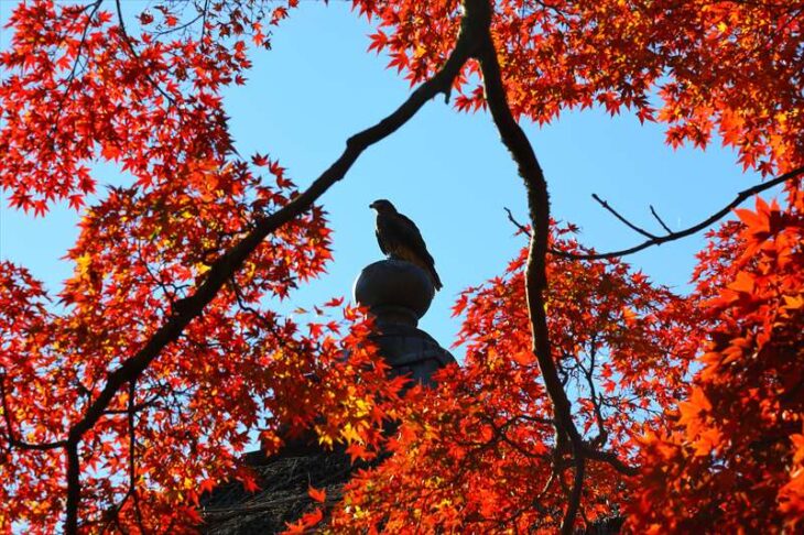 長寿寺 観音堂周りの紅葉