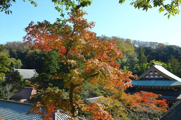 龍隠庵から見る円覚寺の紅葉
