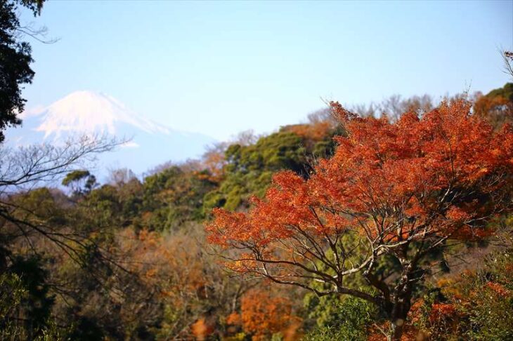 半僧坊の紅葉と富士山