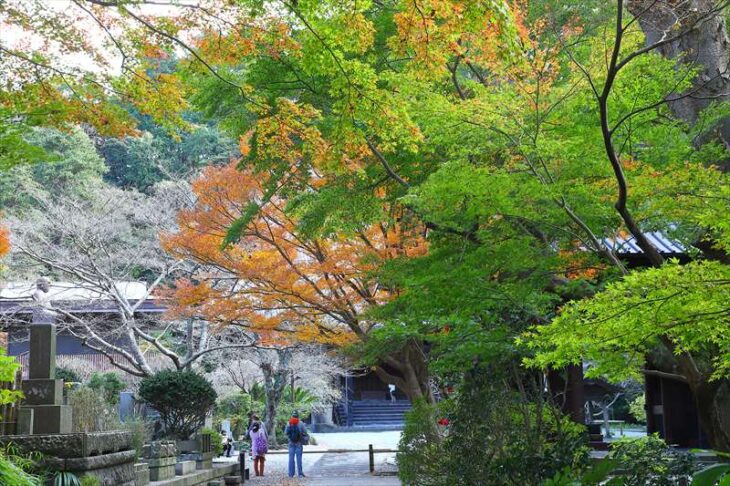 妙本寺の二天門横の紅葉