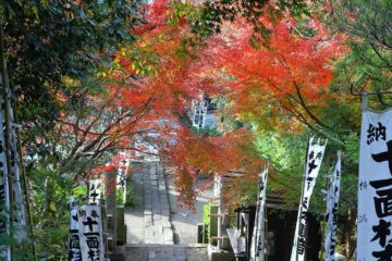 12月中旬の杉本寺の紅葉