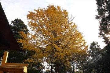 12月中旬の杉本寺の銀杏の黄葉