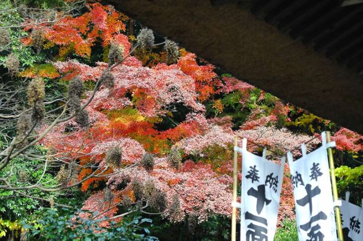 杉本寺の紅葉