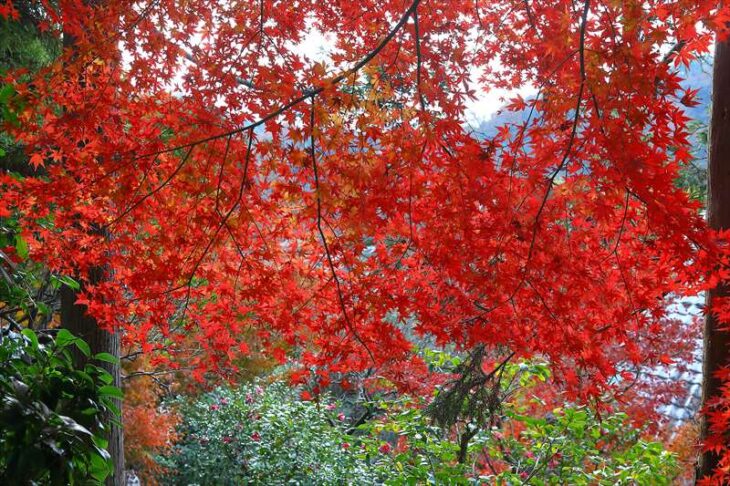 杉本寺の紅葉