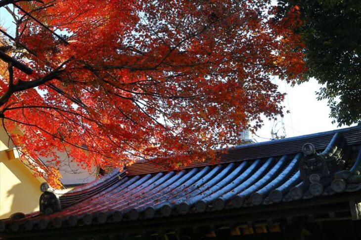 瑞泉寺の総門と紅葉