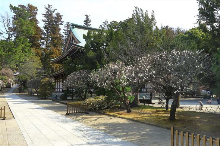 円覚寺の梅