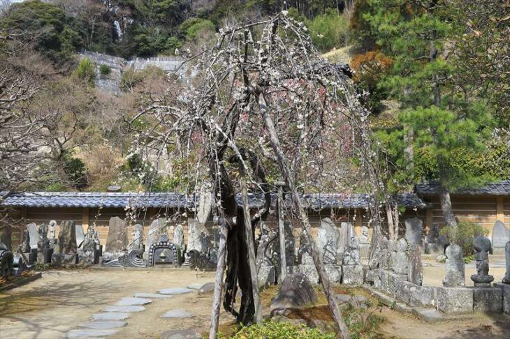 円覚寺の梅