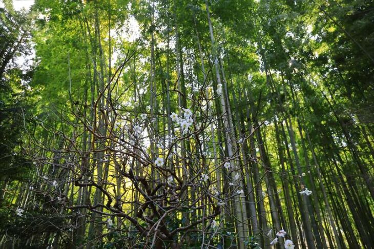 報国寺の竹林と梅