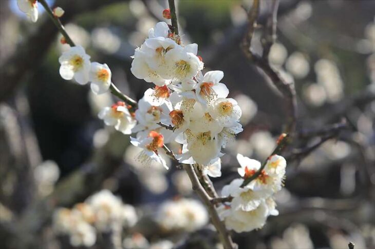 浄妙寺の桜