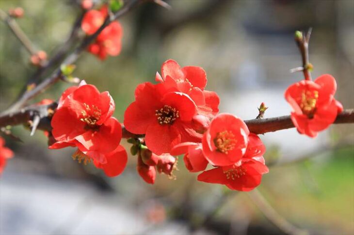 浄妙寺の木瓜の花