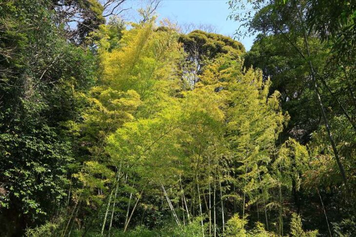 浄妙寺の竹林