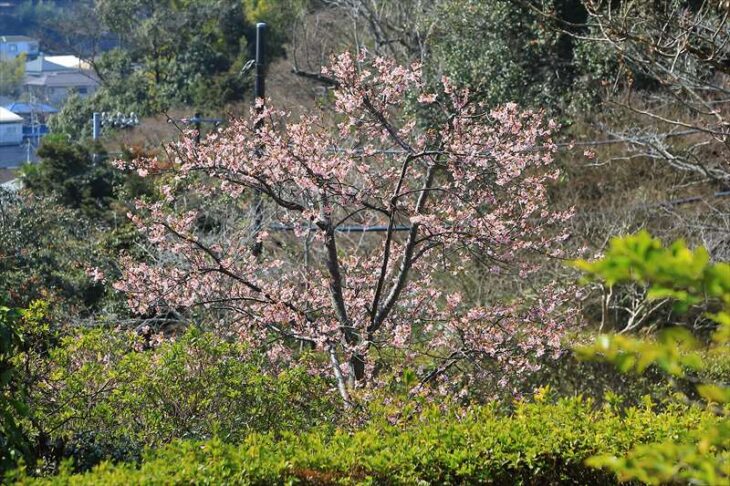 浄妙寺の河津桜