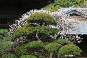 寿福寺の梅