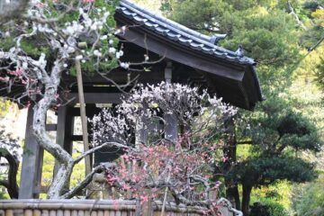 寿福寺の梅