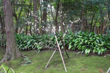 寿福寺の参道の梅