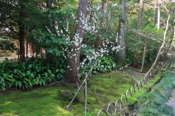 寿福寺の参道の梅
