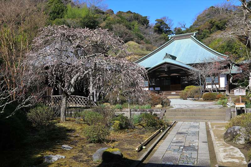 海蔵寺の本堂と枝垂れ梅