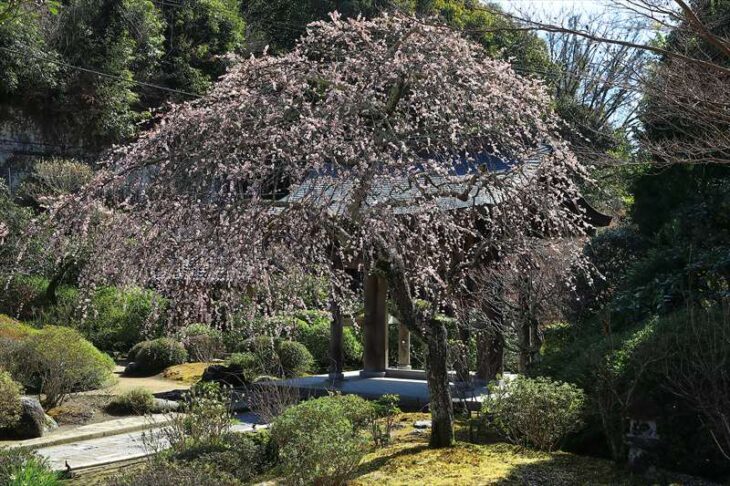 海蔵寺の枝垂れ梅