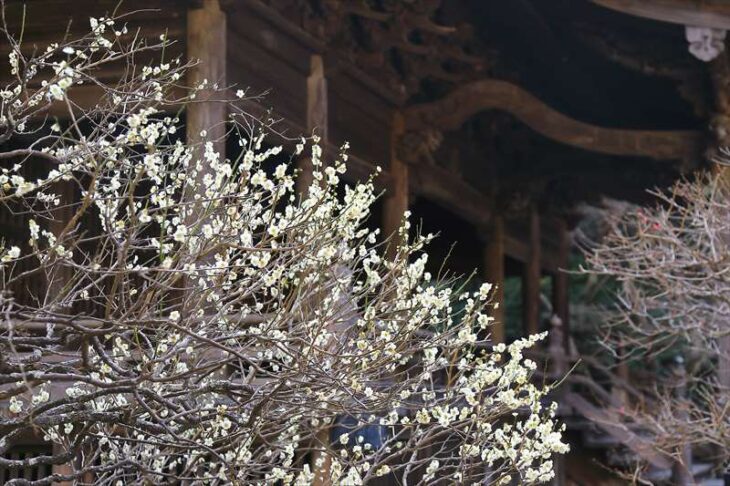 妙本寺の梅