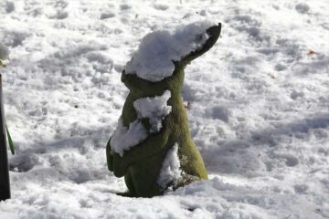 雪の明月院 本堂後庭園のウサギ像