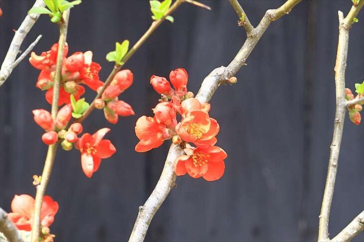 東慶寺の木瓜の花