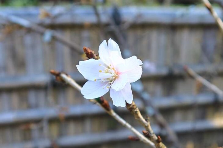 瑞泉寺の冬桜