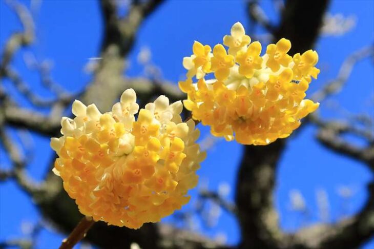瑞泉寺のミツマタの花