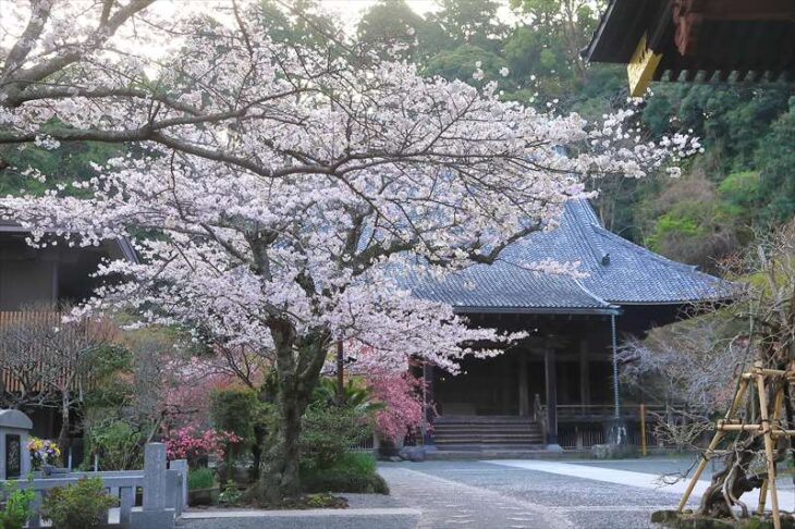 妙本寺と桜