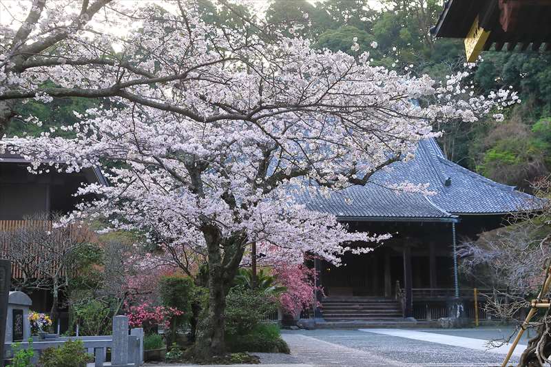 妙本寺の祖師堂と桜