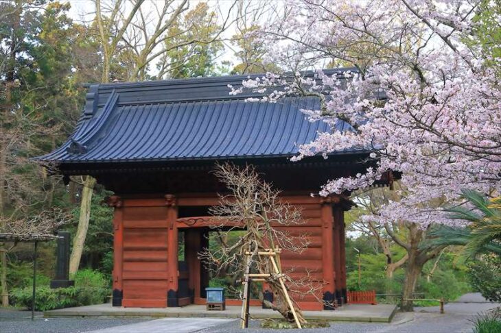 妙本寺と桜