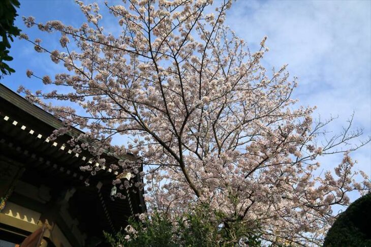 長勝寺 本師堂前の桜