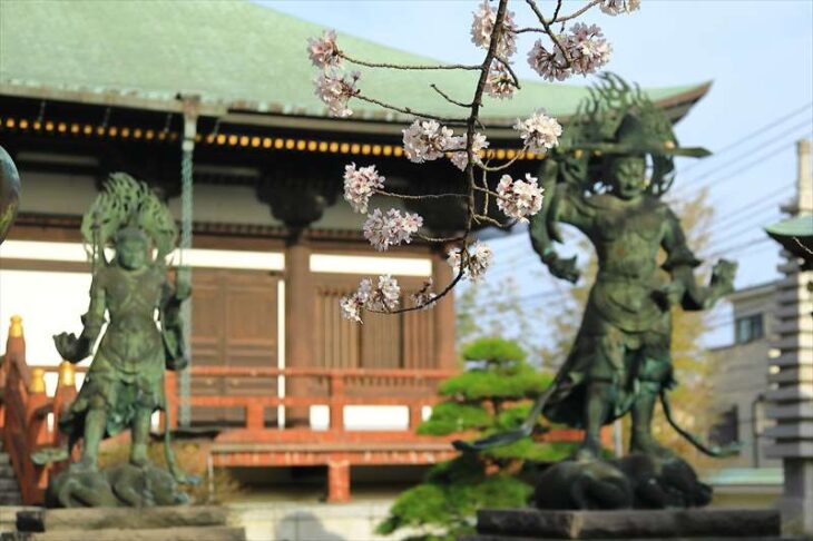 長勝寺の桜