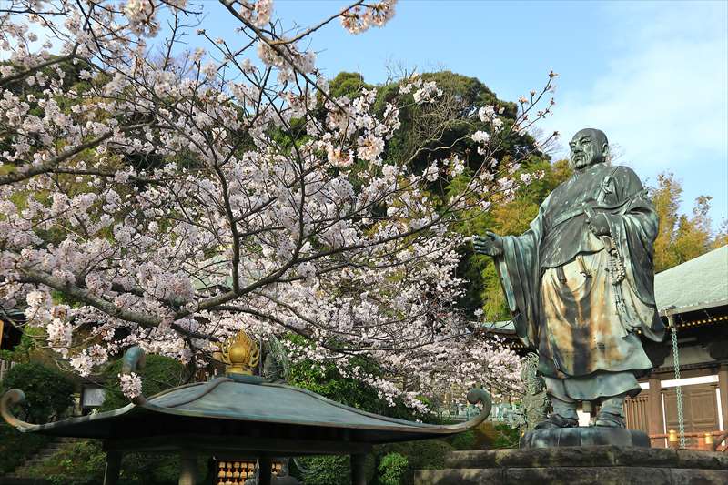 長勝寺の桜