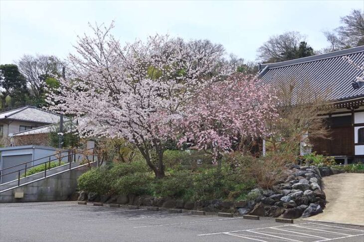 大慶寺の桜