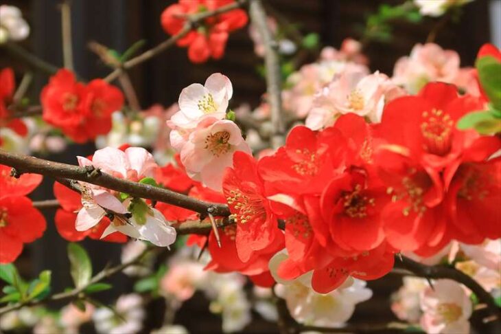 大慶寺の木瓜の花