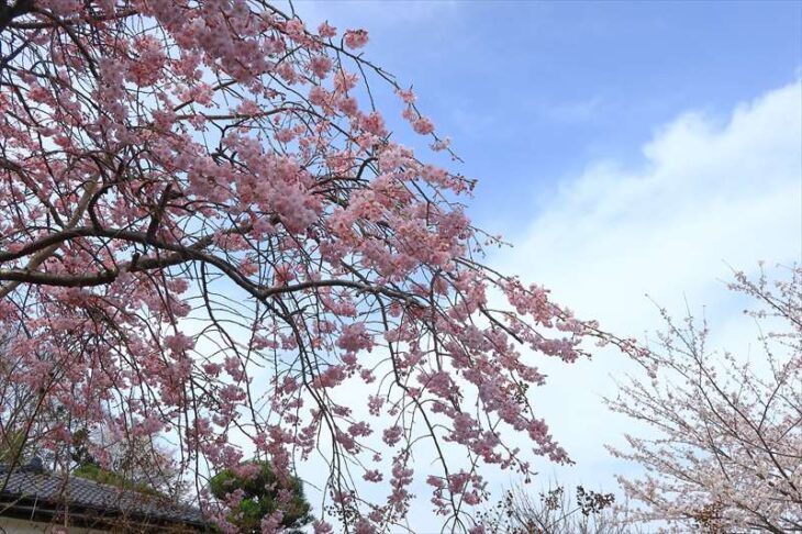大慶寺の桜