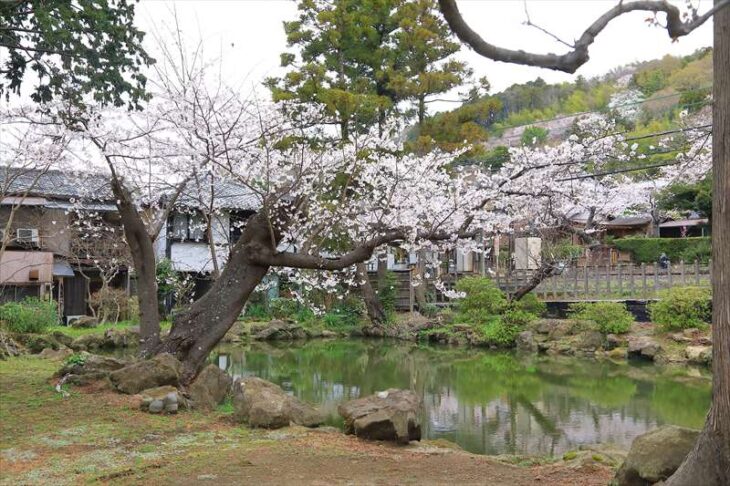 円覚寺の白鷺池の桜