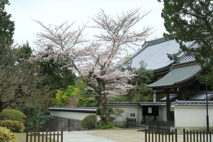 円覚寺の桜