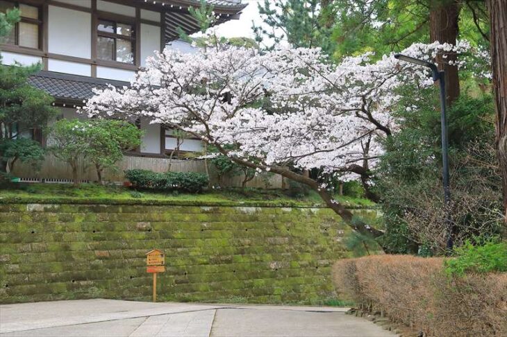 円覚寺の桜