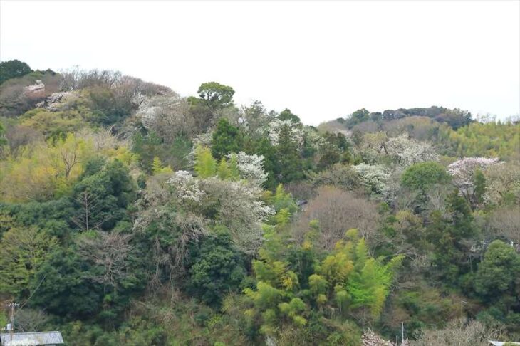 円覚寺前の山の桜