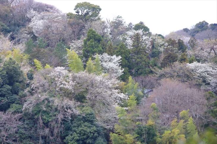 鎌倉の山に咲く桜