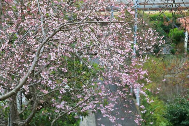 雲頂庵の枝垂れ桜