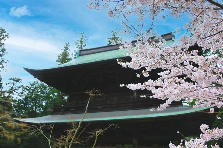 円覚寺の山門と桜