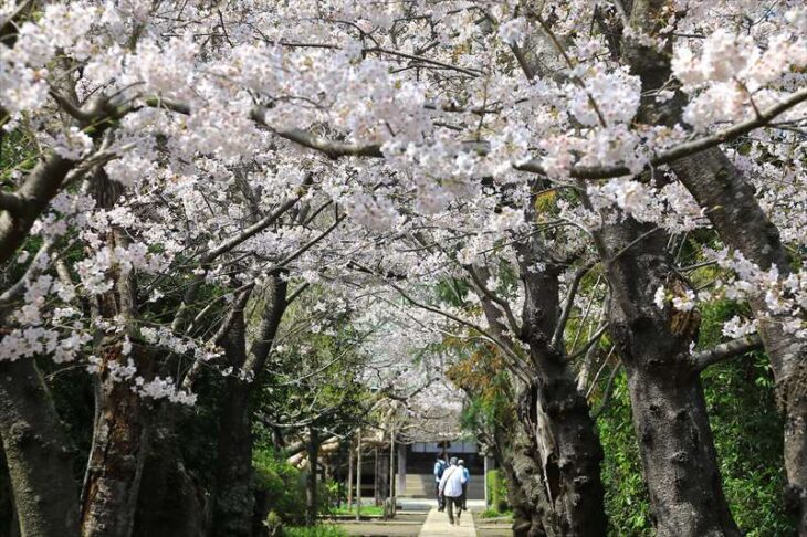 極楽寺の桜（ソメイヨシノ）
