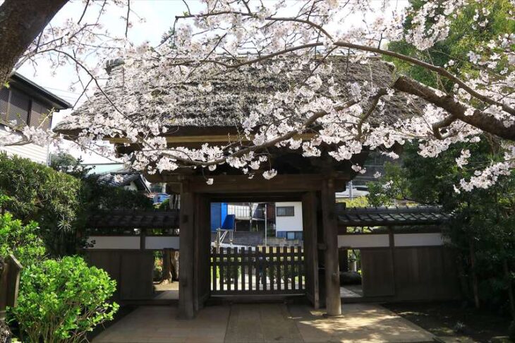 極楽寺の桜（ソメイヨシノ）