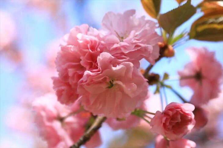 極楽寺の八重桜