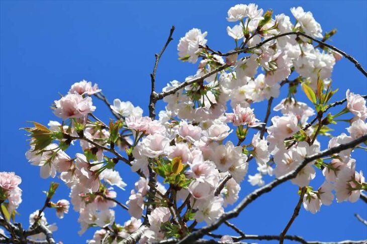 極楽寺の八重一重咲分け桜 