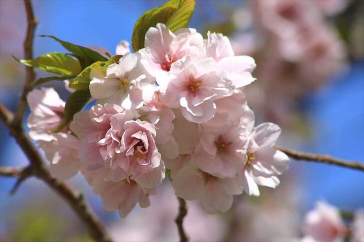 八重一重咲分け桜