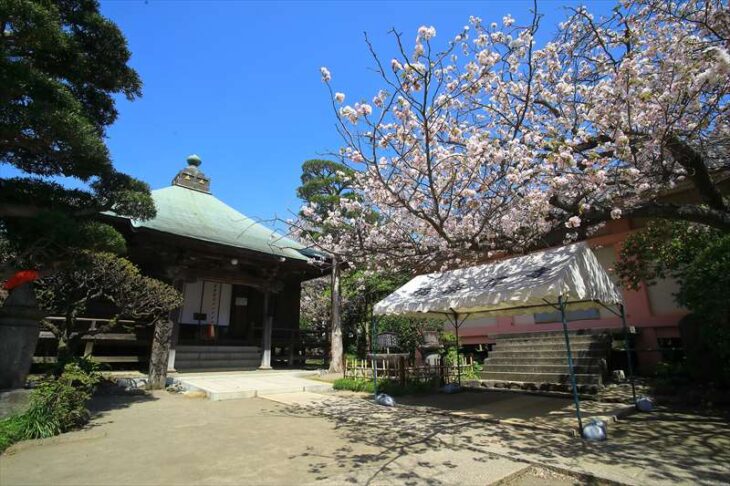 八重一重咲分け桜 と極楽寺本堂